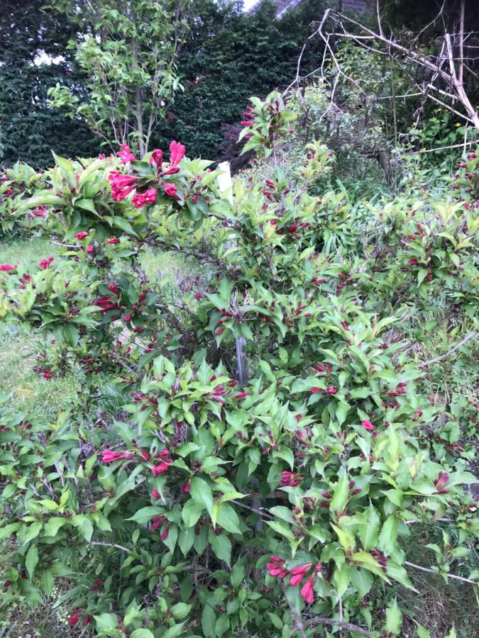 Appart Les Cerises Entre Strasbourg Et Haguenau Bischwiller Exterior foto